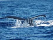  maui whale watch raft